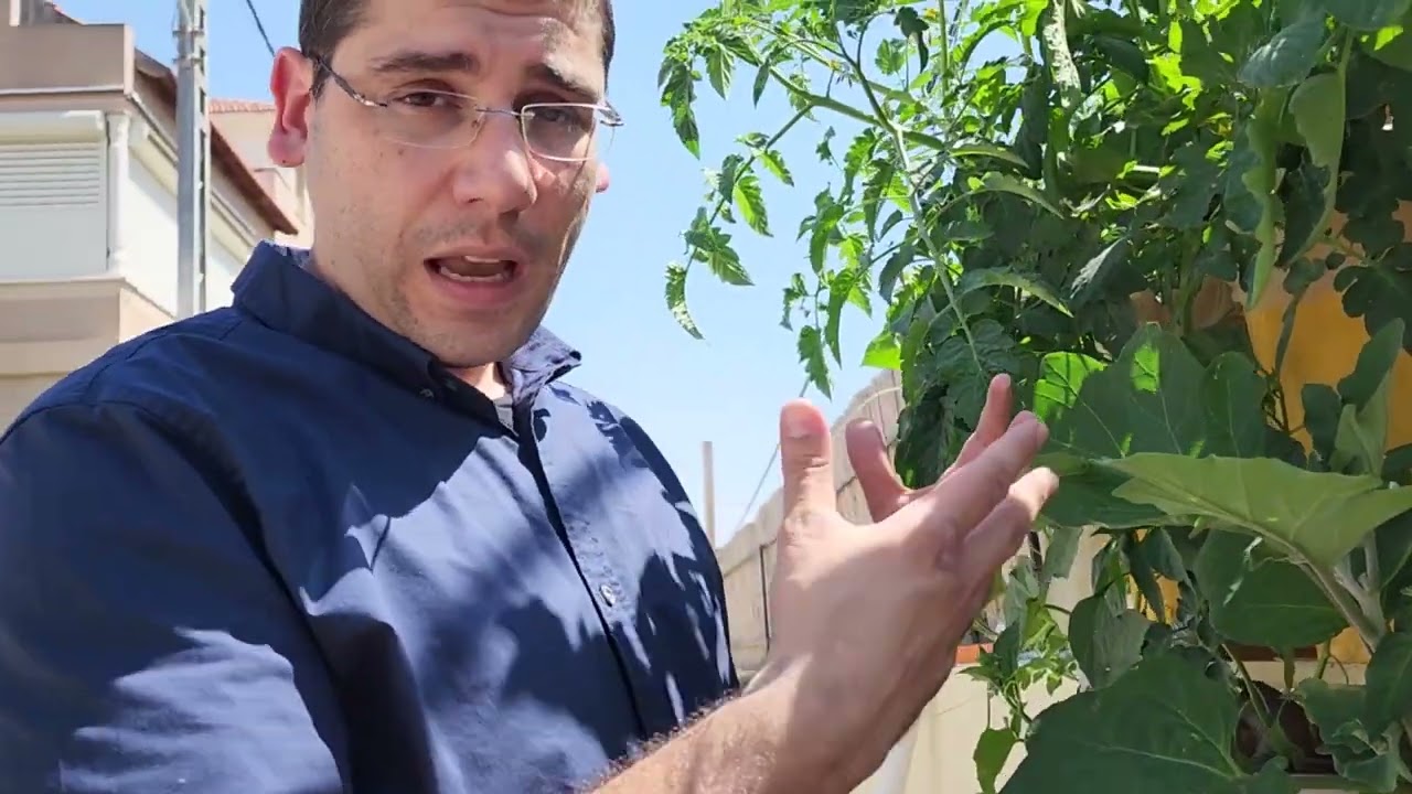 גידול הידרופוני על מצע מנותק (קוקוס,טוף,הידרטון,פרלייט)ודליים הולנדיים