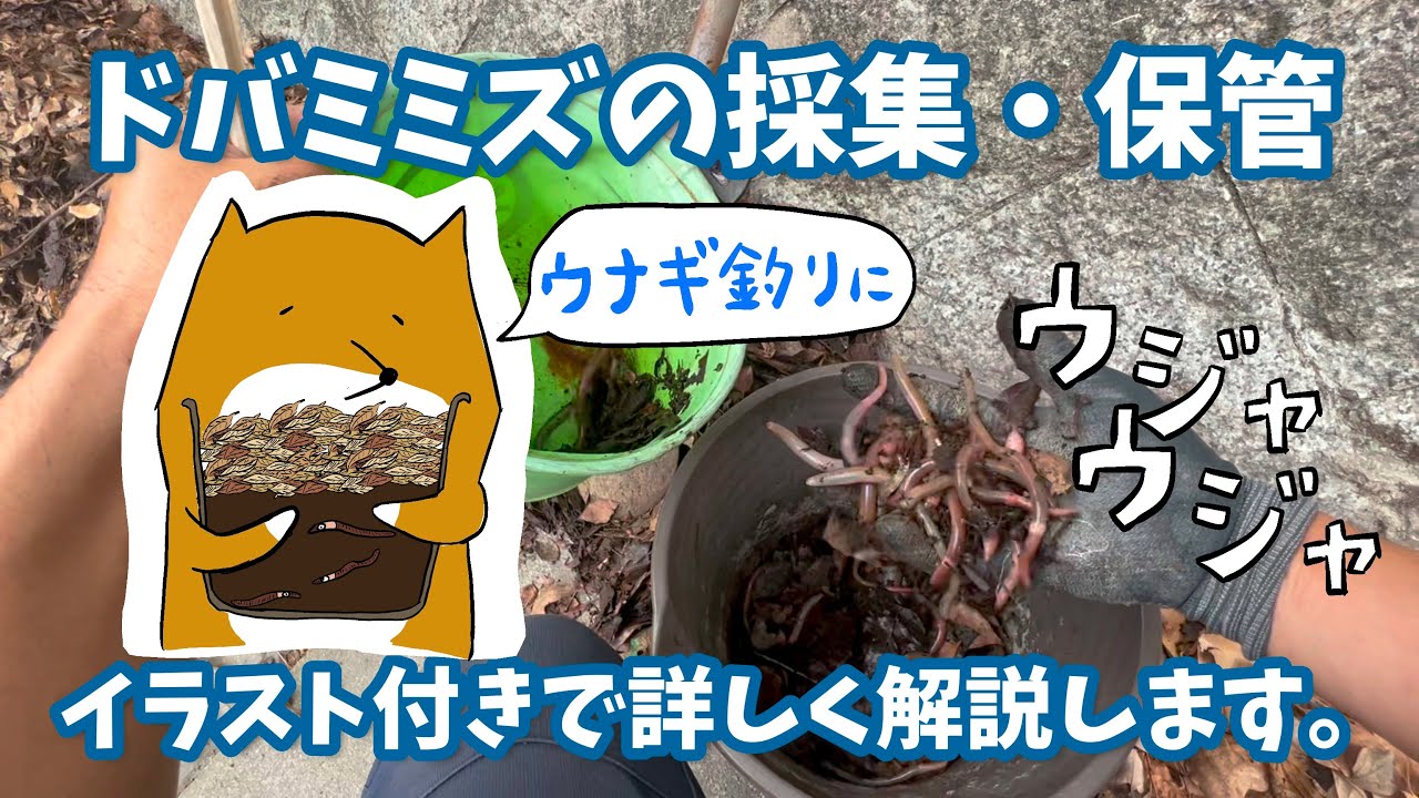 ウナギ釣り餌 ドバミミズを山の北側で採集する