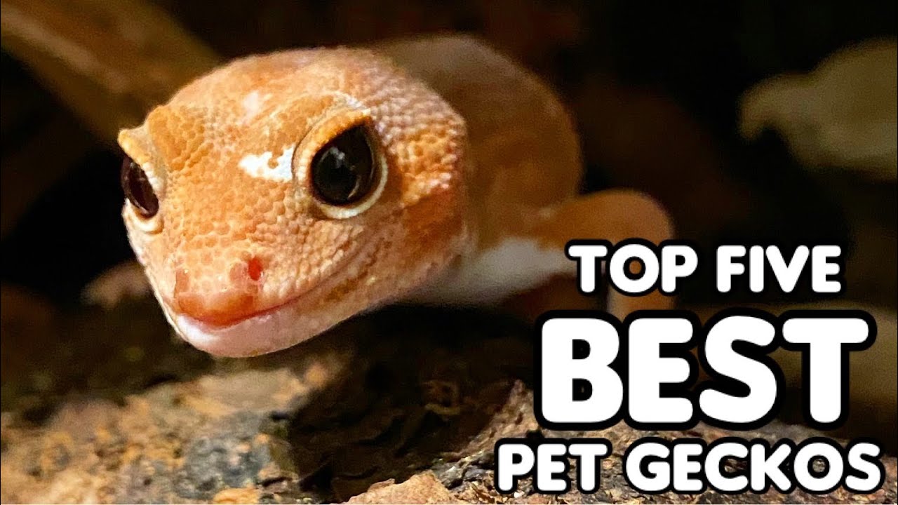 Top Five Best Pet Geckos!