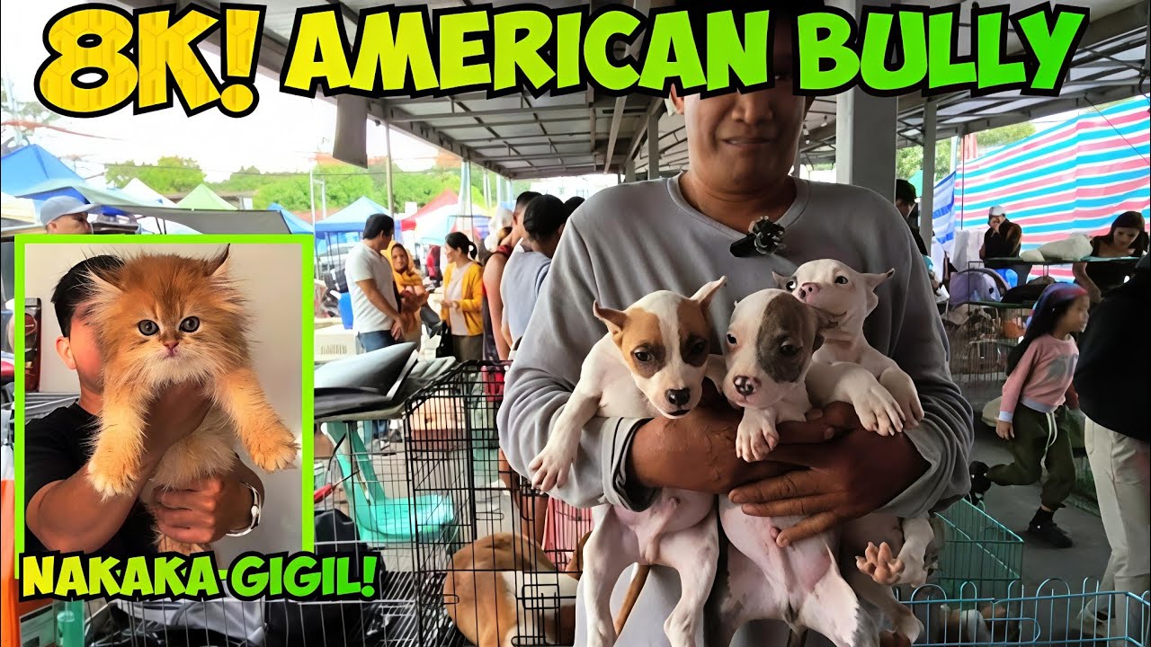 BET MO BA MURANG AMERICAN BULLY? SA GROTTO PET MARKET BULACAN YAN! 2/08/26 Part 3