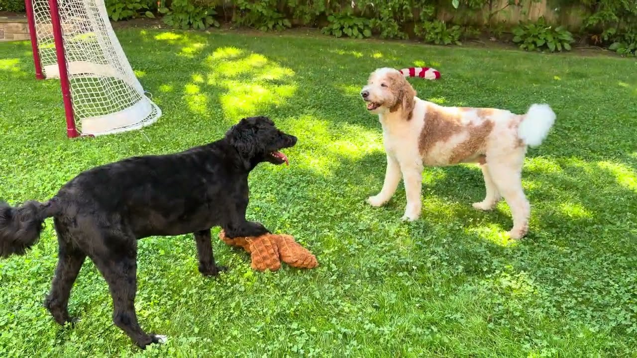 🐾 Лучшая часть моего дня 🐶 #питомцы #жизньсобак #породысобак