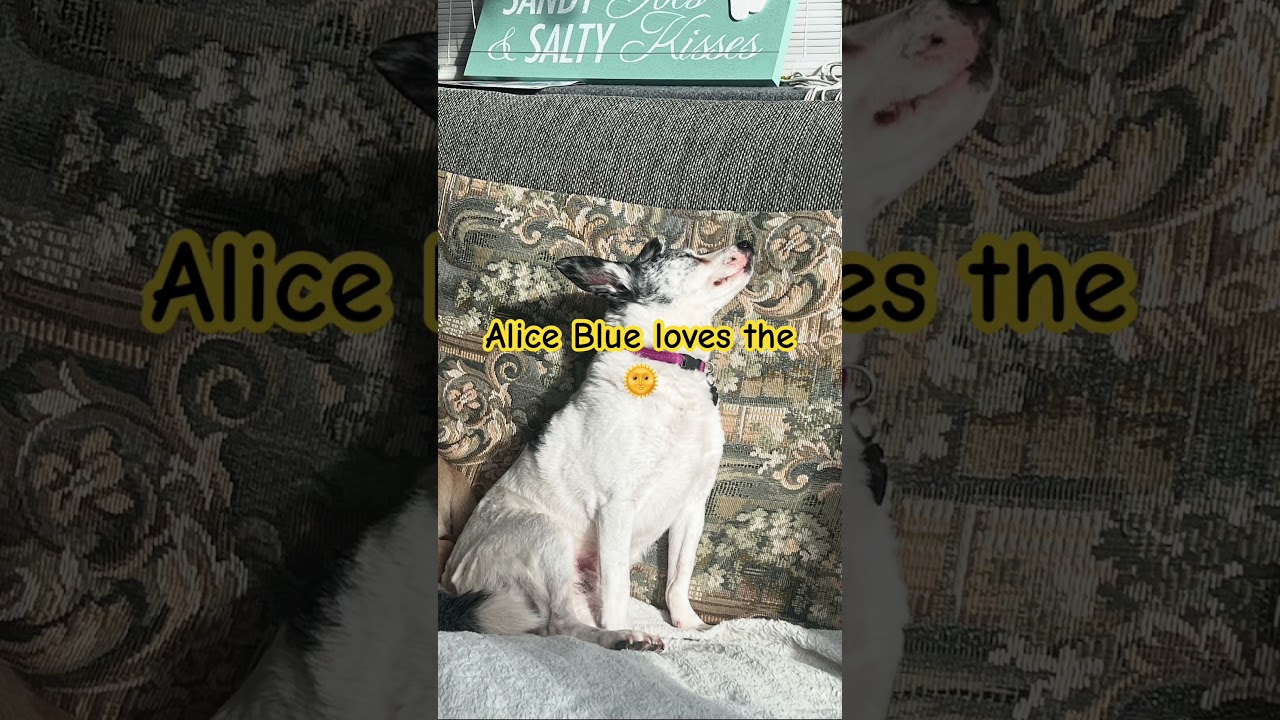 Alice Blue loves being covered in Sunshine #dog #sun #sunshine #pink #goodmorning #pet