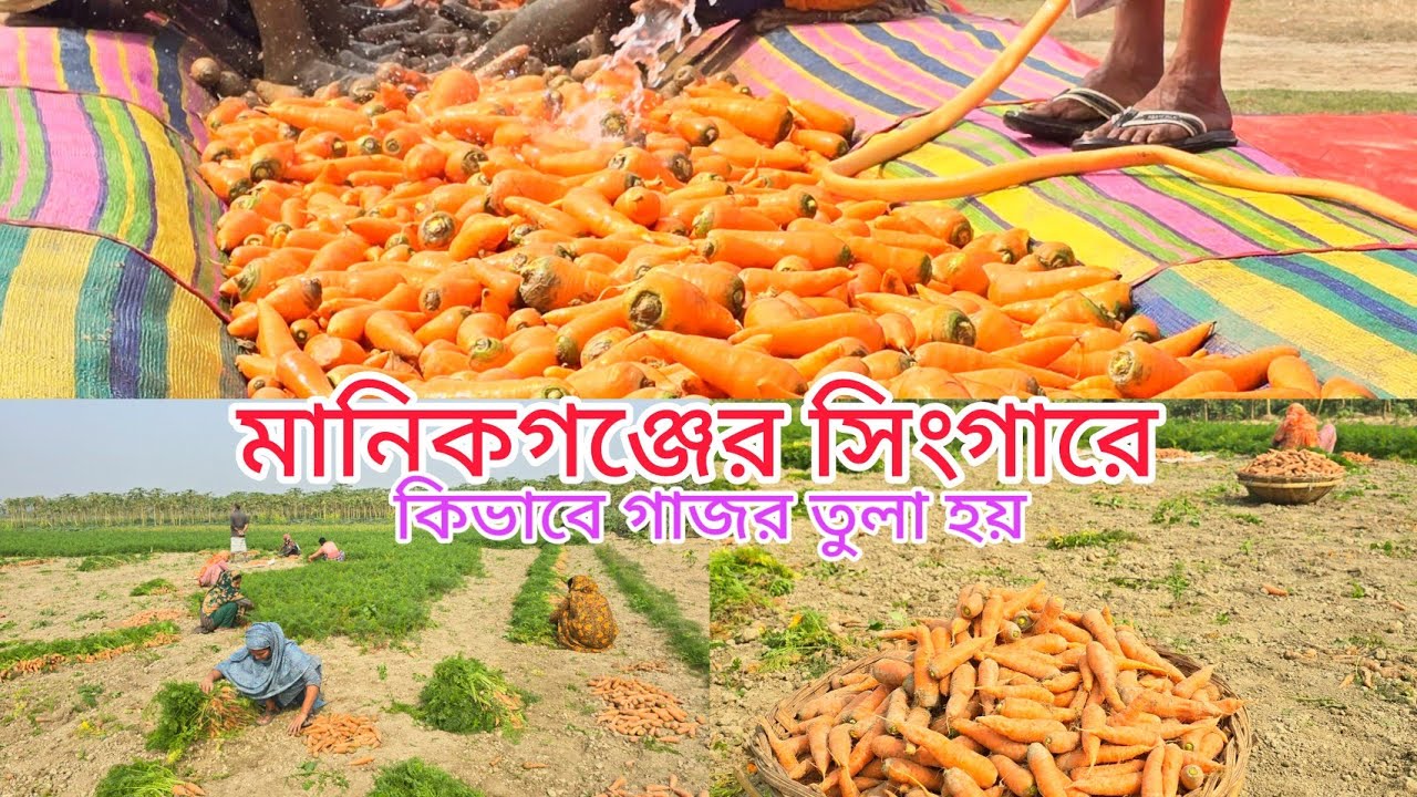 মানিকগঞ্জের সিংগারে গাজর তুলায় ব্যস্ত কৃষক। 