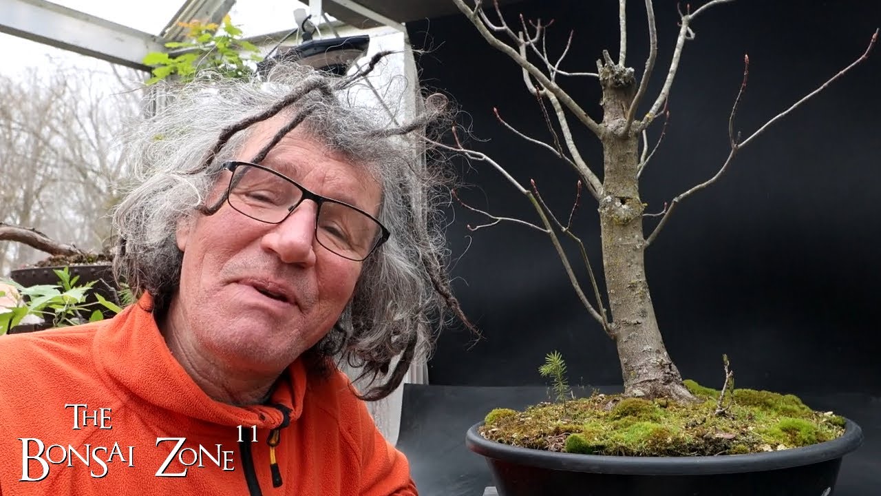Repotting My Large Red Maple?, The Bonsai Zone, April 2024