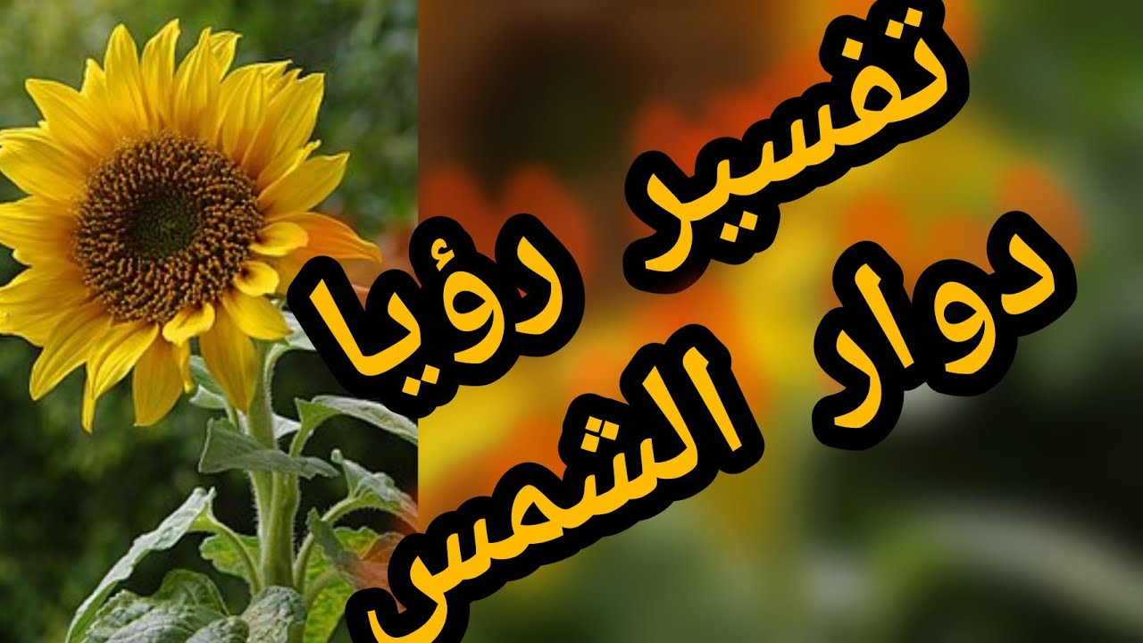 تفسير رؤية دوار الشمس والبامبووووووو في المنام #تفسير_الاحلام   #المفسر_محمد_المباشر