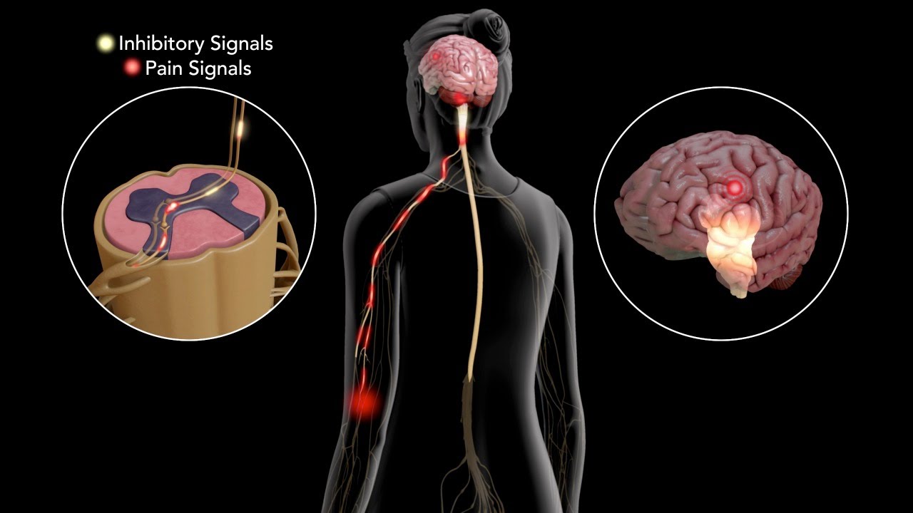 Normal Pain Processing