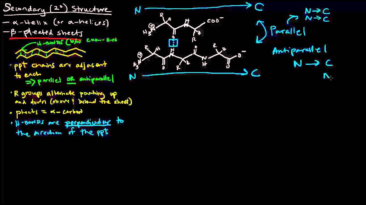 Protein Structure (Part 3 of 4) - Secondary Structure - Beta Pleated Sheets