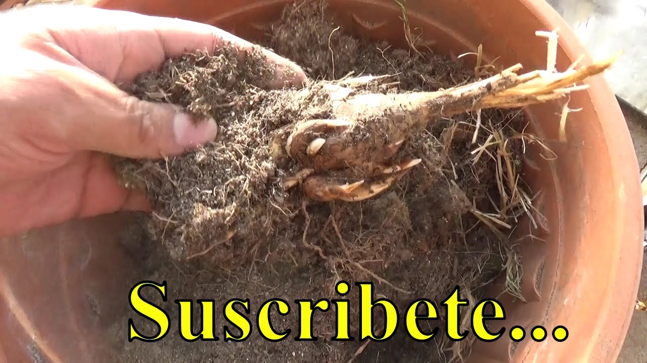 NARDOS | BULBOS | COMO GUARDAR Y ALMACENAR BULBOS | TUBERCULOS DE LILIUM Y NARDOS | 🌷💐🌺