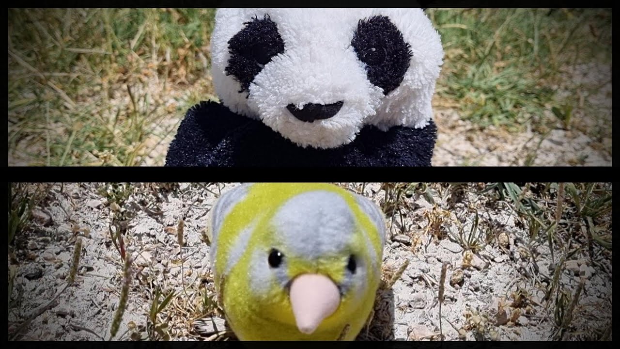 'El canal' | Batalla Panda vs Kiwi