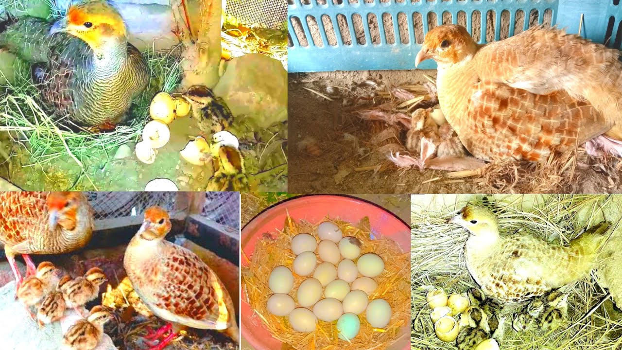 teetar andon sy bachy nikal deye|Teetar Breeding Season | teetar eggs | Teetar chicks