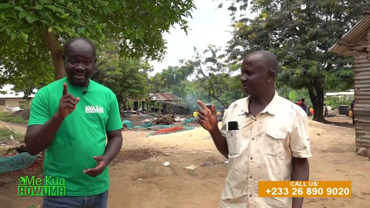 PIASI: A HUB OF PALM OIL EXTRACTION IN THE ASHANTI REGION