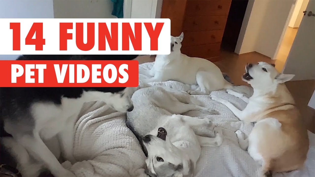 14 Funny Pet Videos Compilation 2016