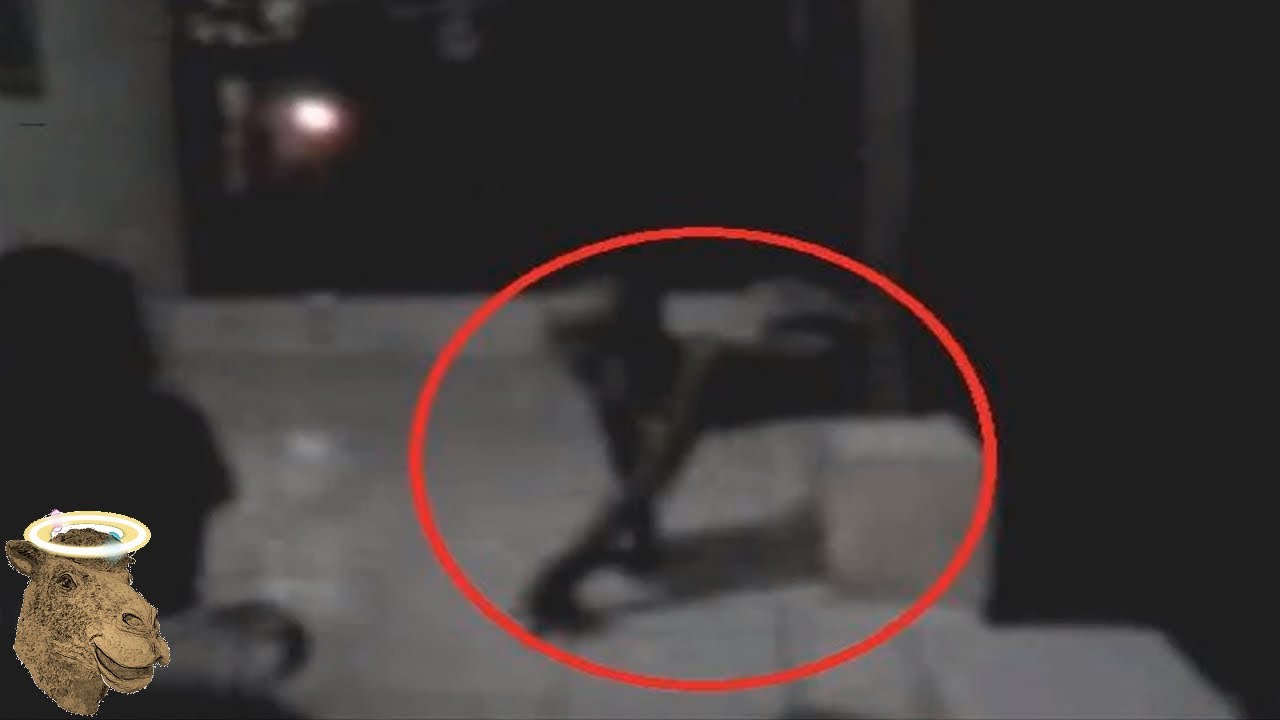 5 Criaturas Más Misteriosas Captadas En Cámara
