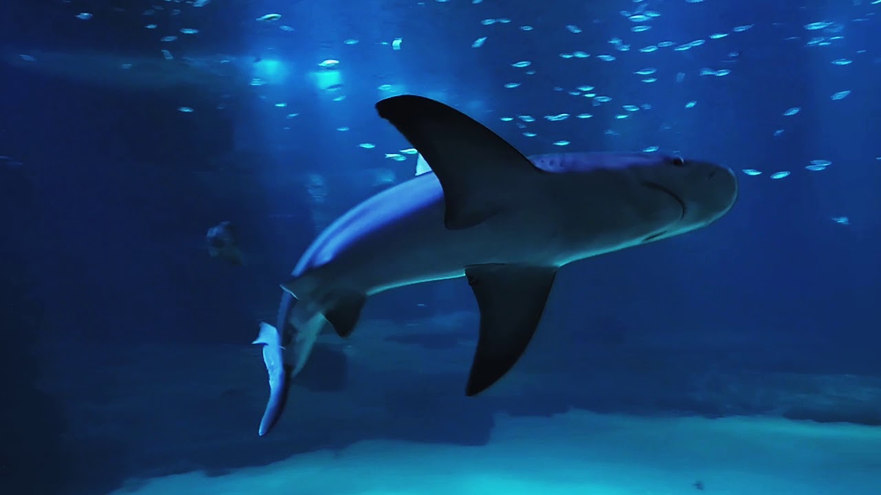 Nausica