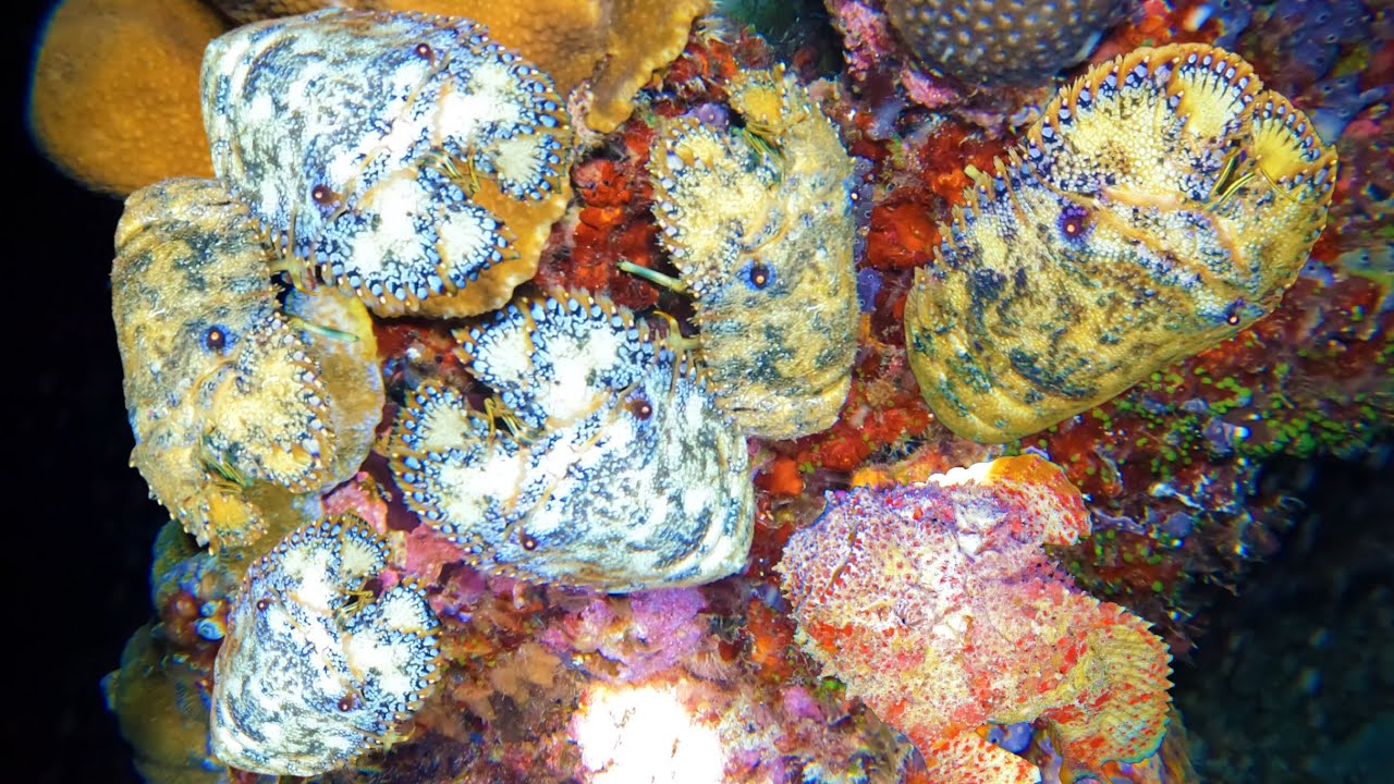 Bủn Rủn Tay Ch&acirc;n Khi Lặn Tại Đảo GẠC MA | Ph&aacute;t Hiện T&Ocirc;M H&Ugrave;M - T&ocirc;m T&iacute;ch - C&aacute; Mặt Quỷ Bắt Mỏi Tay