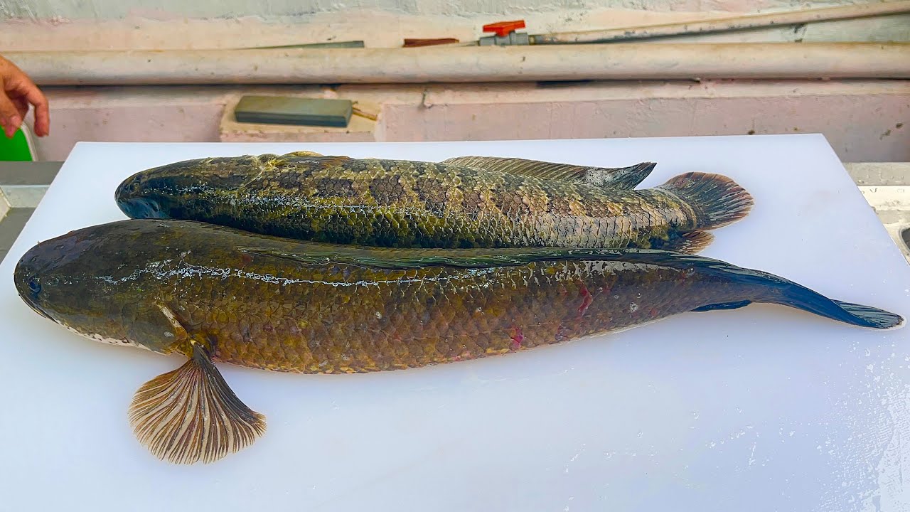 Cá chuối nướng lột da // Sơn Hào