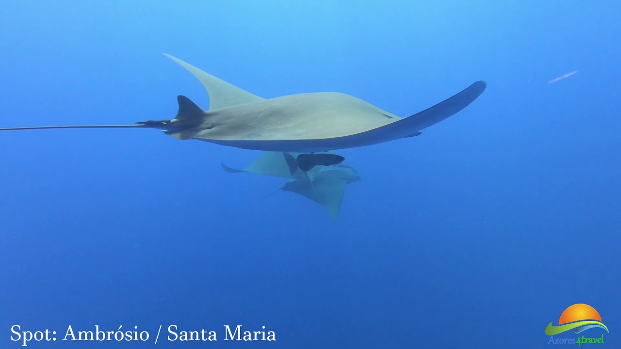 Mergulho no Ambrósio em Santa Maria Açores