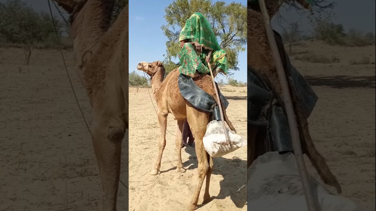 رحلة في قلب صحراء ثار&hellip; امرأة على ظهر الجمل تجسد قوة الحياة البدوية 🐪✨