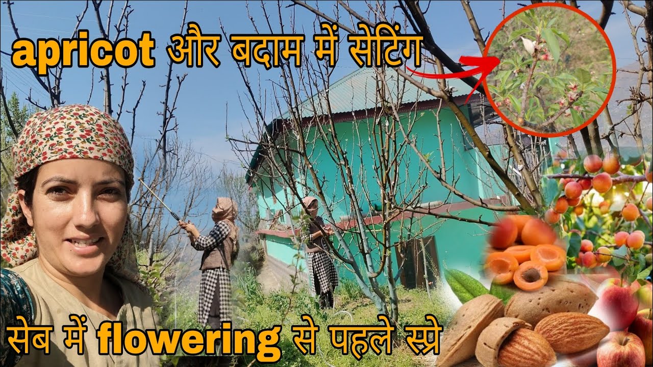 बदाम और Apricot के पेड़ों में सेटिंग || सेब में flowering से पहले TSO स्प्रे || Pahadi life style ||