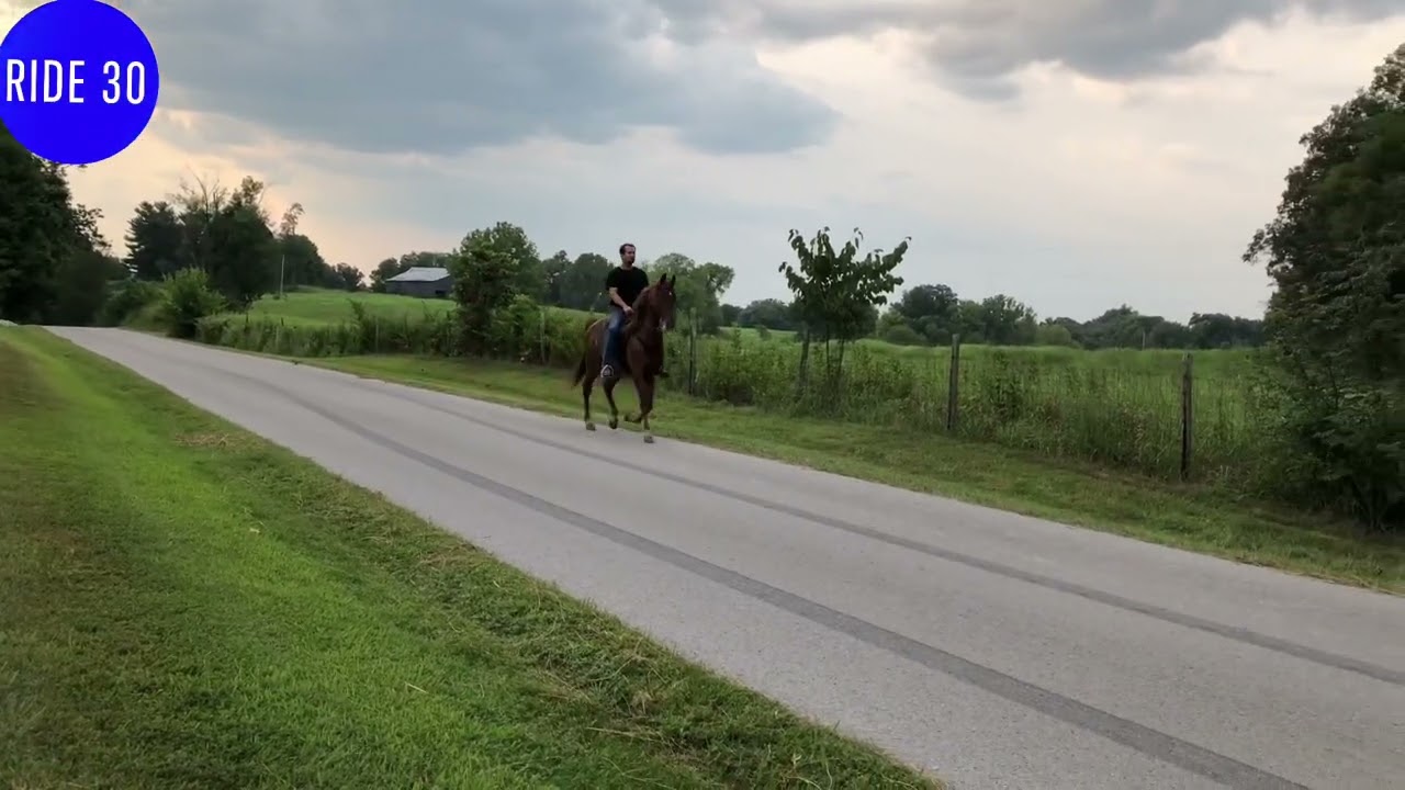 Transformed Tennessee Walking Horse