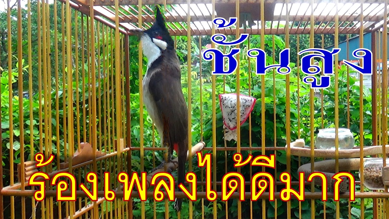 เสียงเรียก!! เสียงนกกรงหัวจุก ยั่วให้นกคึก เสียงนกกรงหัวจุก