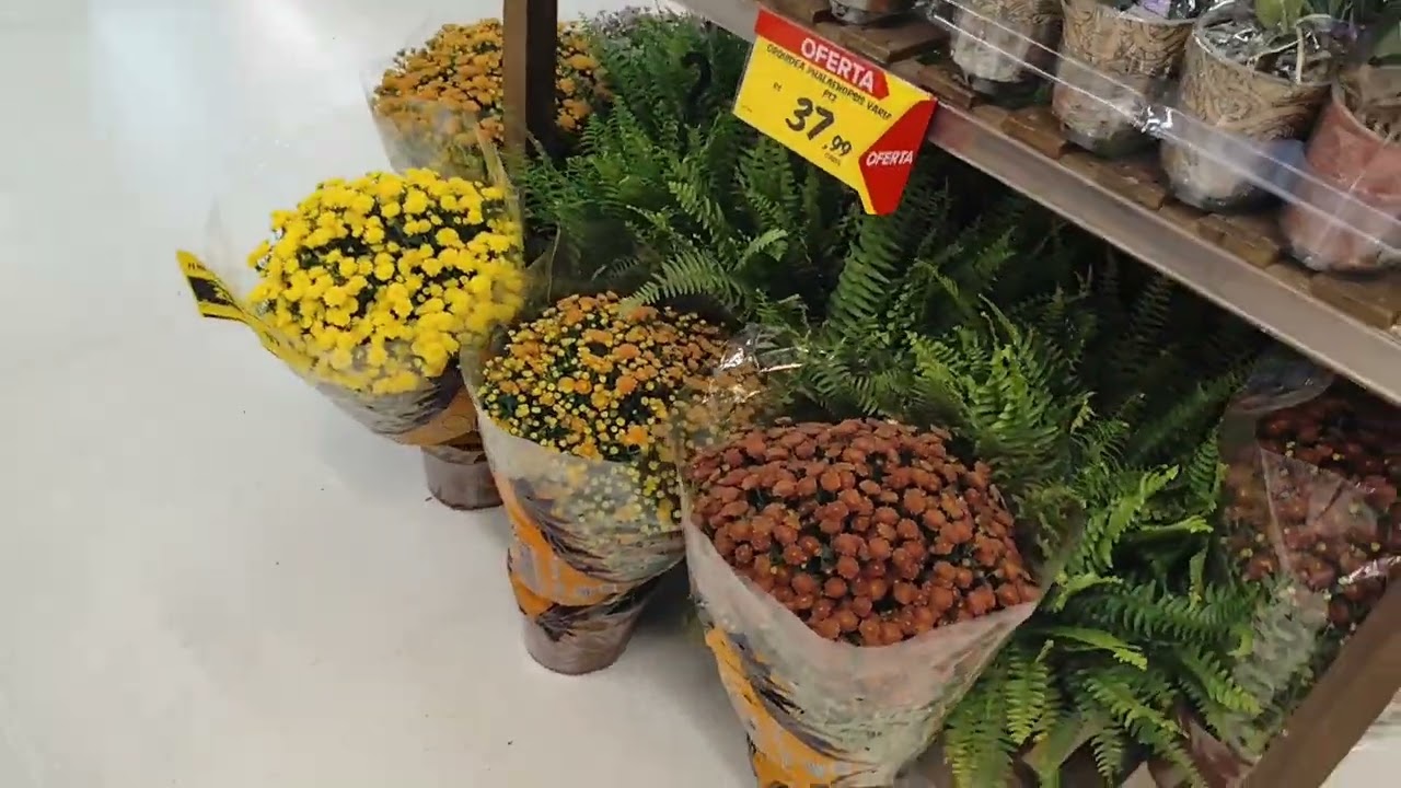 PLANTAS EM PROMOÇÃO NO CARREFOUR | Rosas, Giboias, Palmeiras e Muito Mais