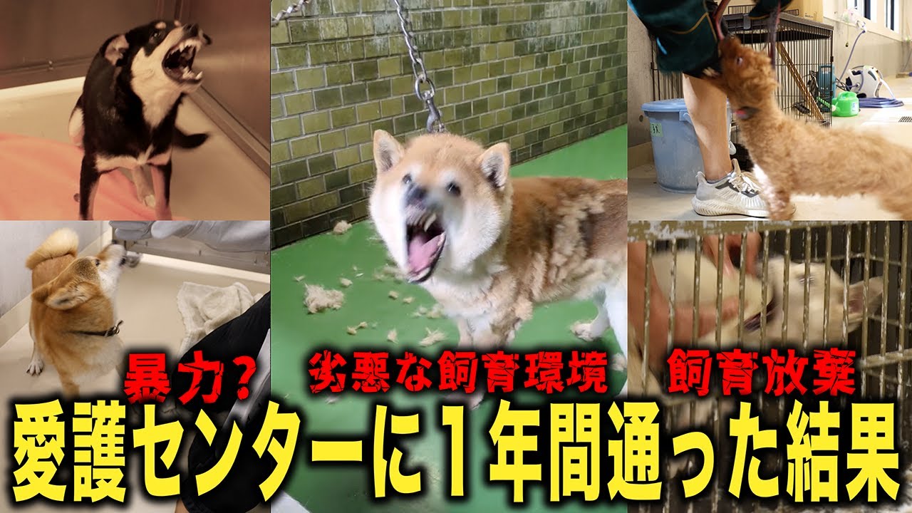 【噛まれても】1年かけて約500頭を愛護センターから保護！犬に何したらこうなるのか...【総集編】