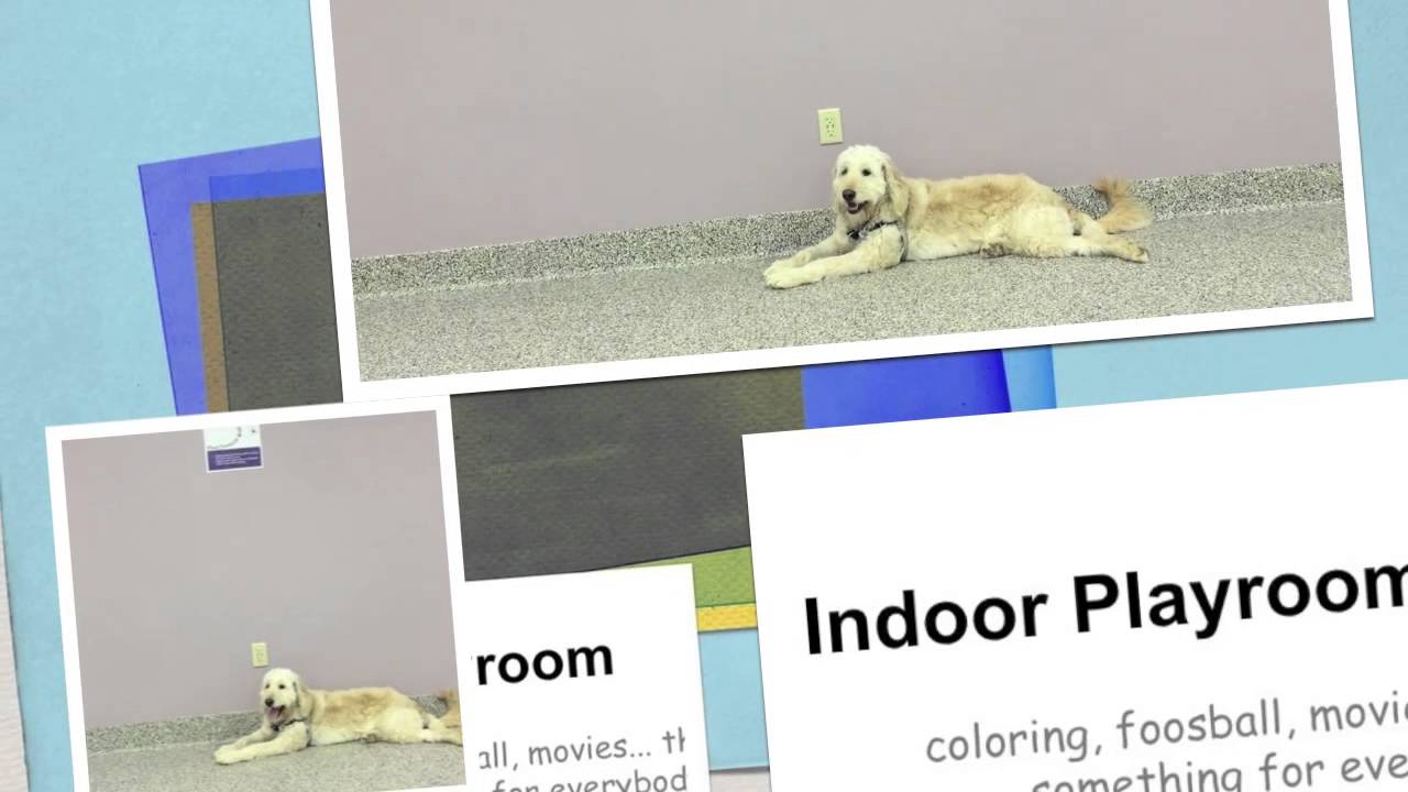 4 Paws for Ability Open House