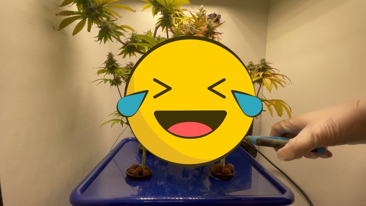 Banana Kush Strain - Grow Box Diary - FINAL Episode 17 - Harvest Day