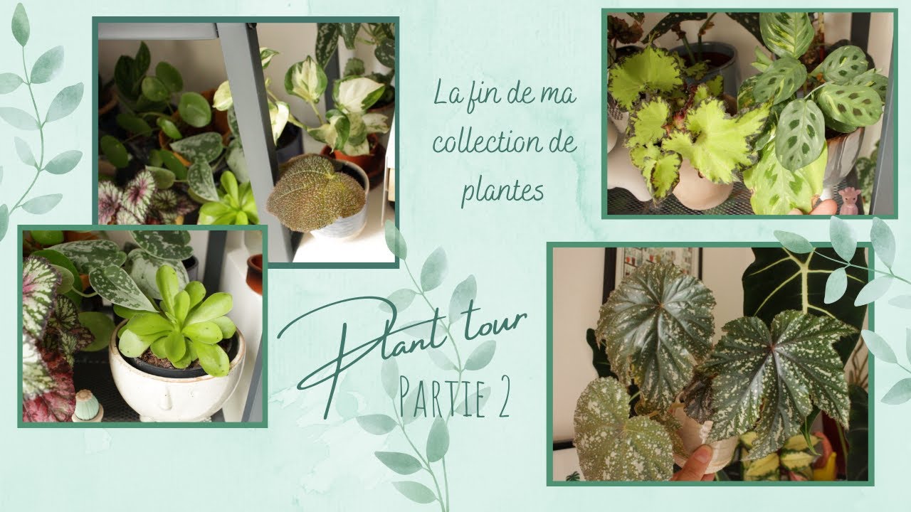 Plant Tour 2021🌿 (Partie 2)