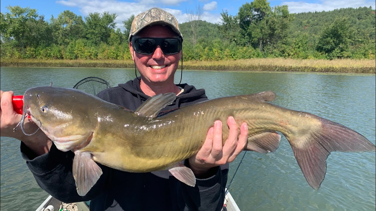 Catfish Chaos