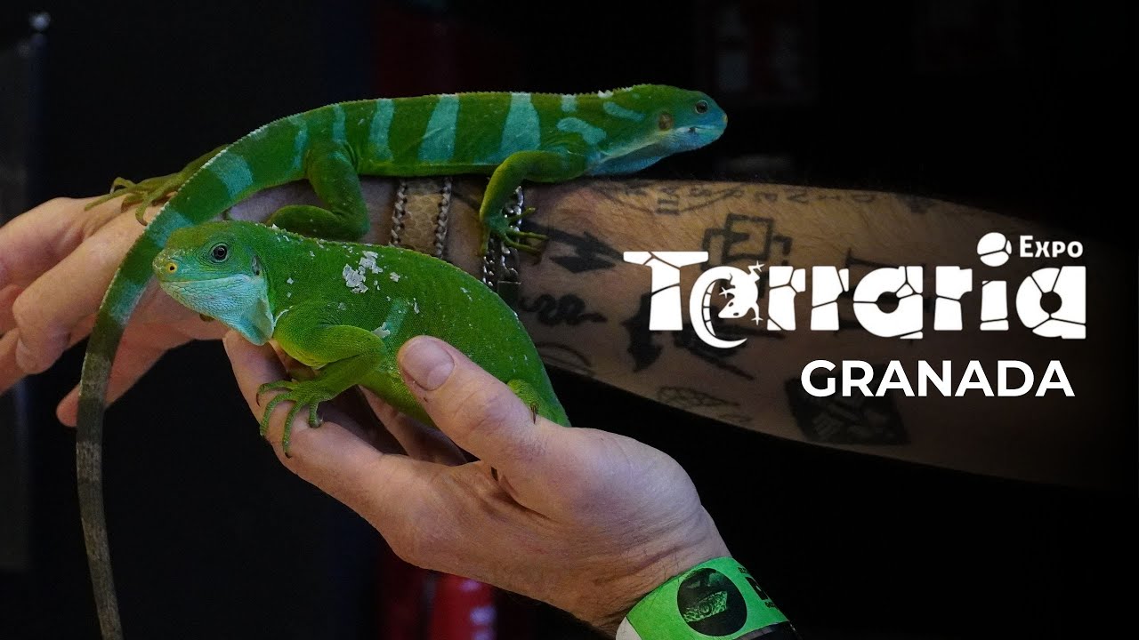 🦎 EXPOTERRARIA GRANADA 70&ordf; EDICI&Oacute;N 13 DE DICIEMBRE 2025 🐍 | KANAKY VLOG #186