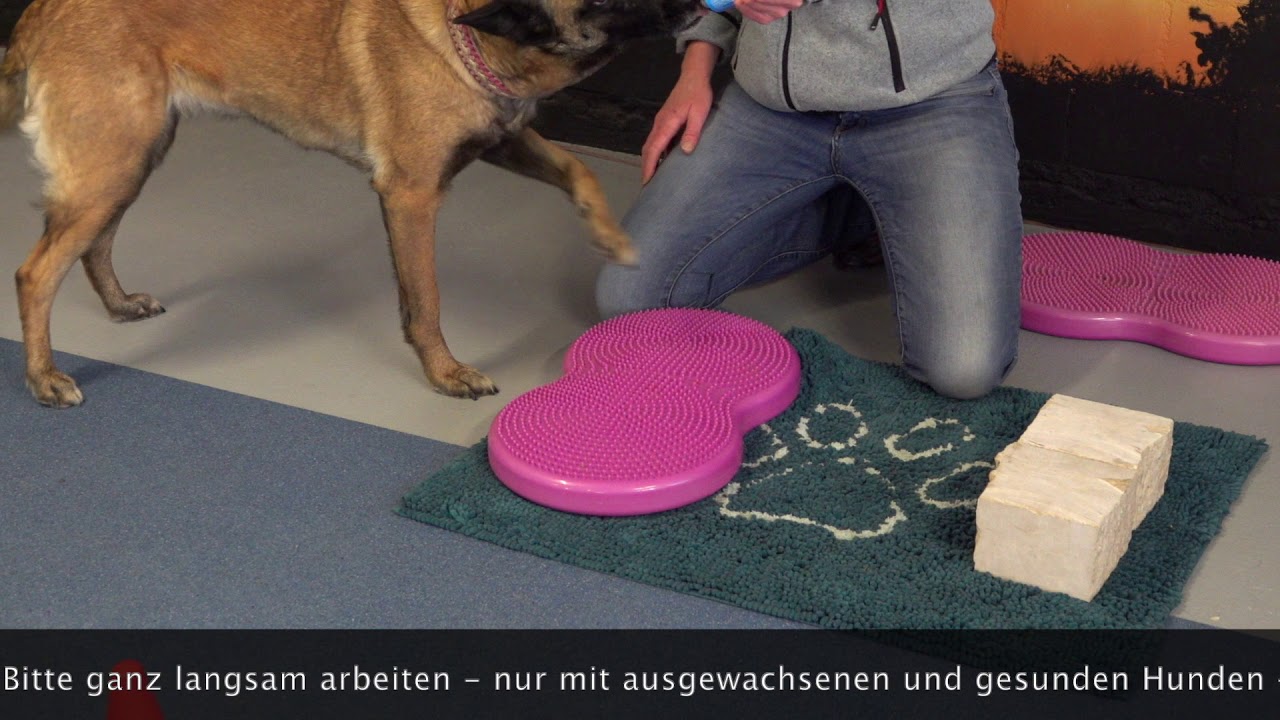 Hundephysiotherapie für Zuhause - Teil 1