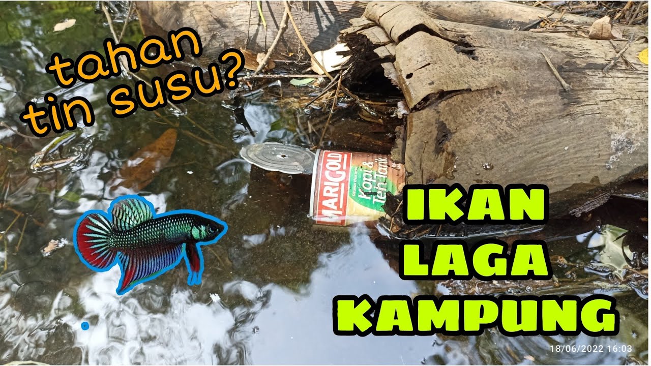 #EP584 Cara Lama Tangkap Ikan Laga - hobi orang kampung