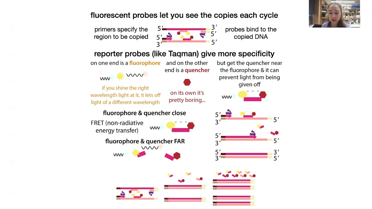 RT-qPCR (Reverse Transcription/Real Time - quantitative Polymerase Chain Reaction) theory & practice