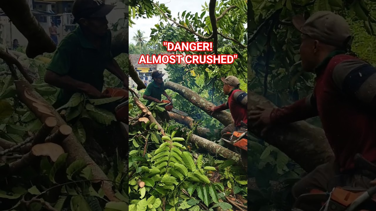 Dangerous Moment! Tree Trunk Twisted and Fell Unexpectedly During Cutting. 