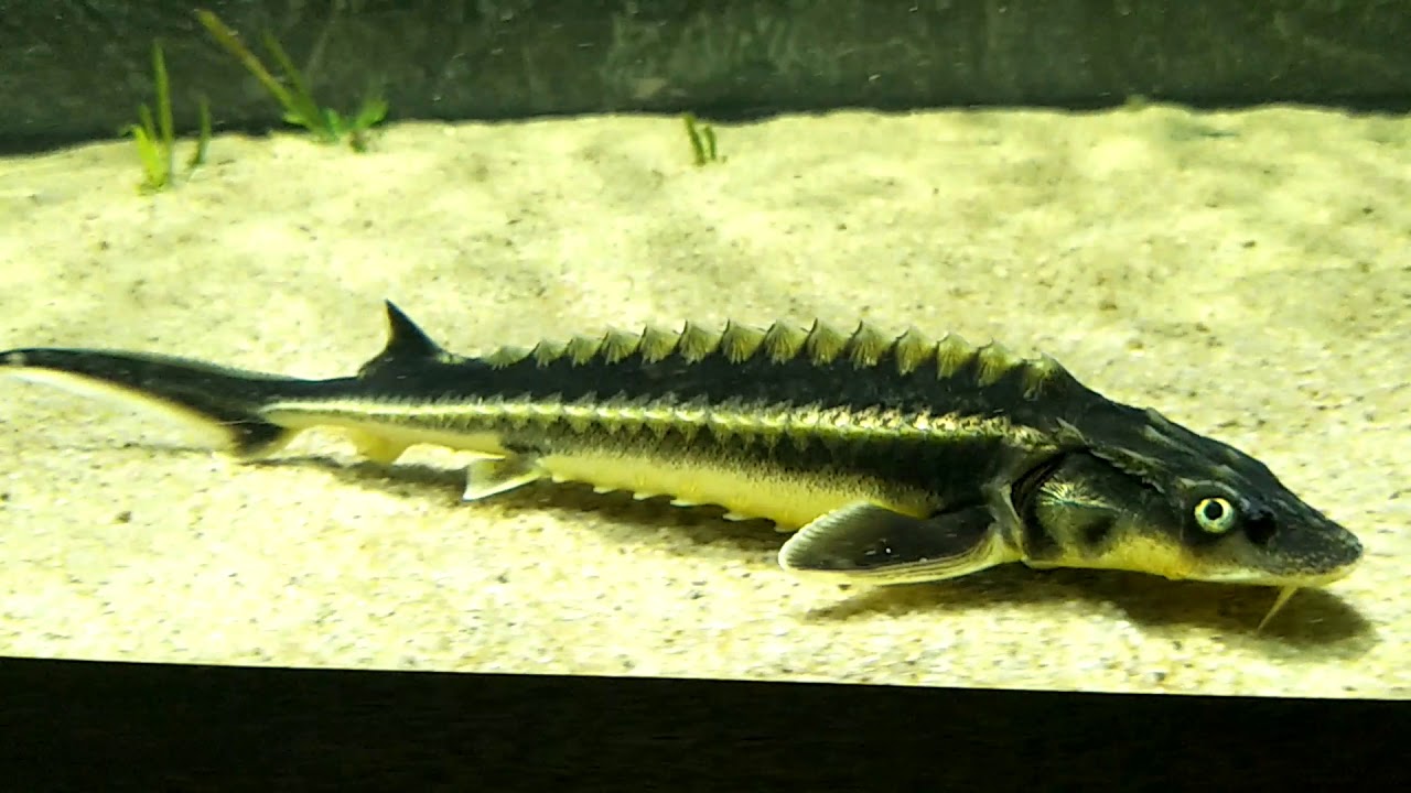 Diamond Back Sturgeon 14