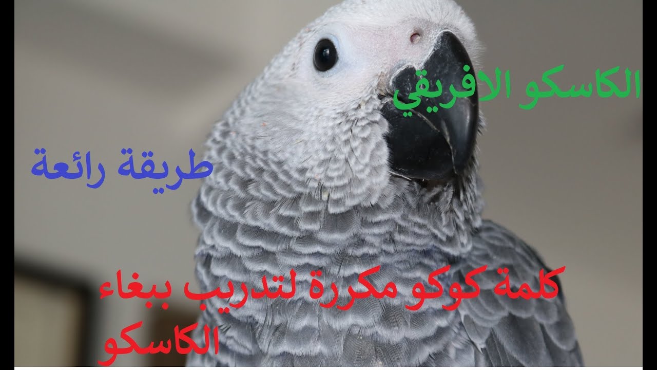 تعليم و تدريب ببغاء الكاسكو  كلمة كوكو مكررة لمدة ساعة كاملة