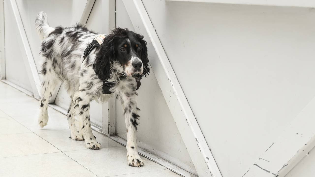 Les chiens auxiliaires de soins investissent les hôpitaux français