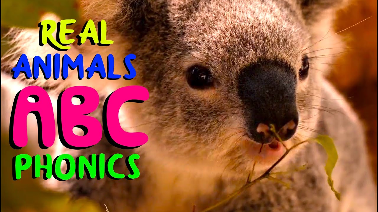 ANIMAL ABC PHONICS | kids alphabet song
