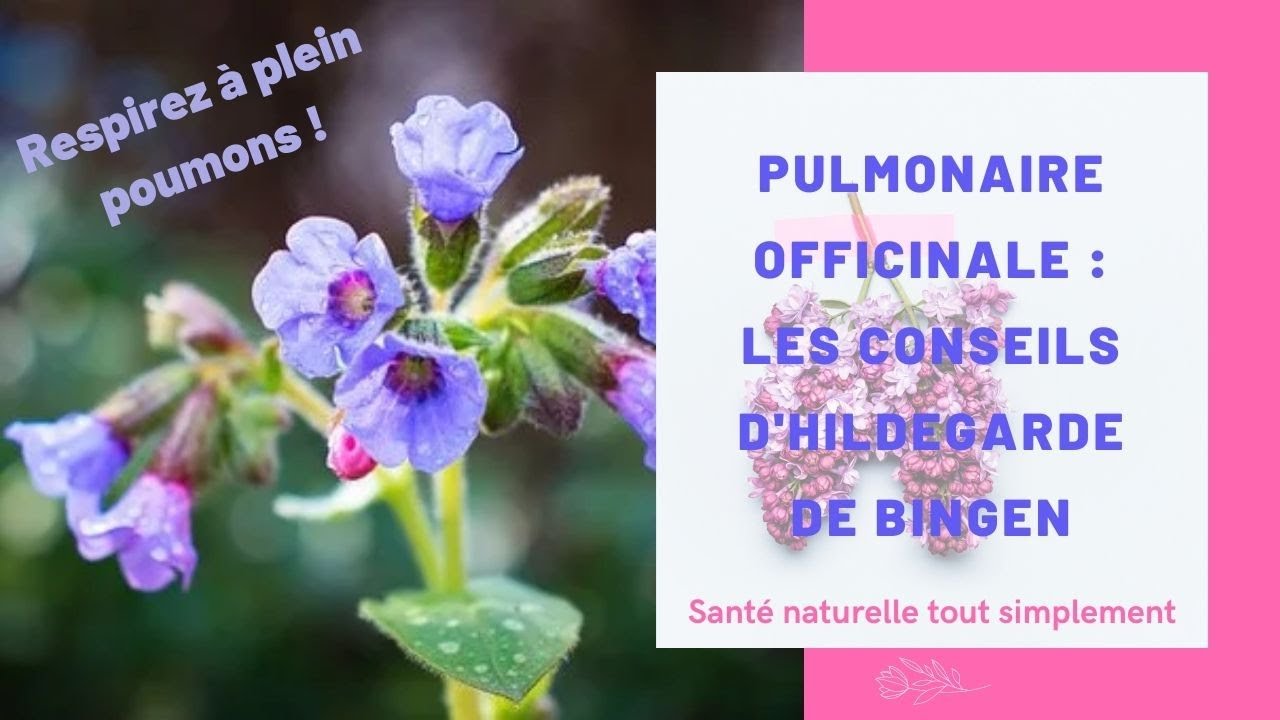 La pulmonaire officinale : les conseils d'Hildegarde de Bingen
