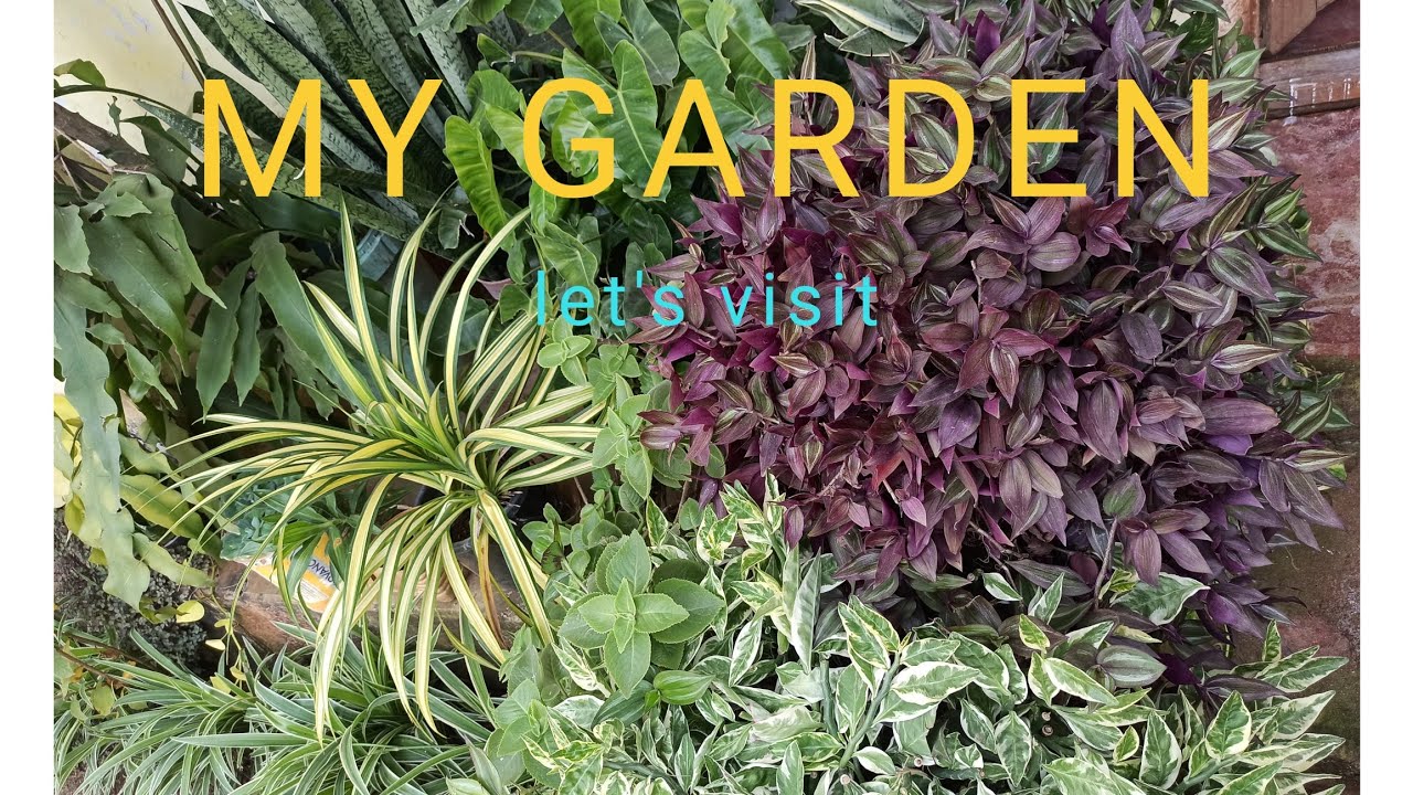 Let's visit my garden🏡. Decorative 🌱🌱plants. 