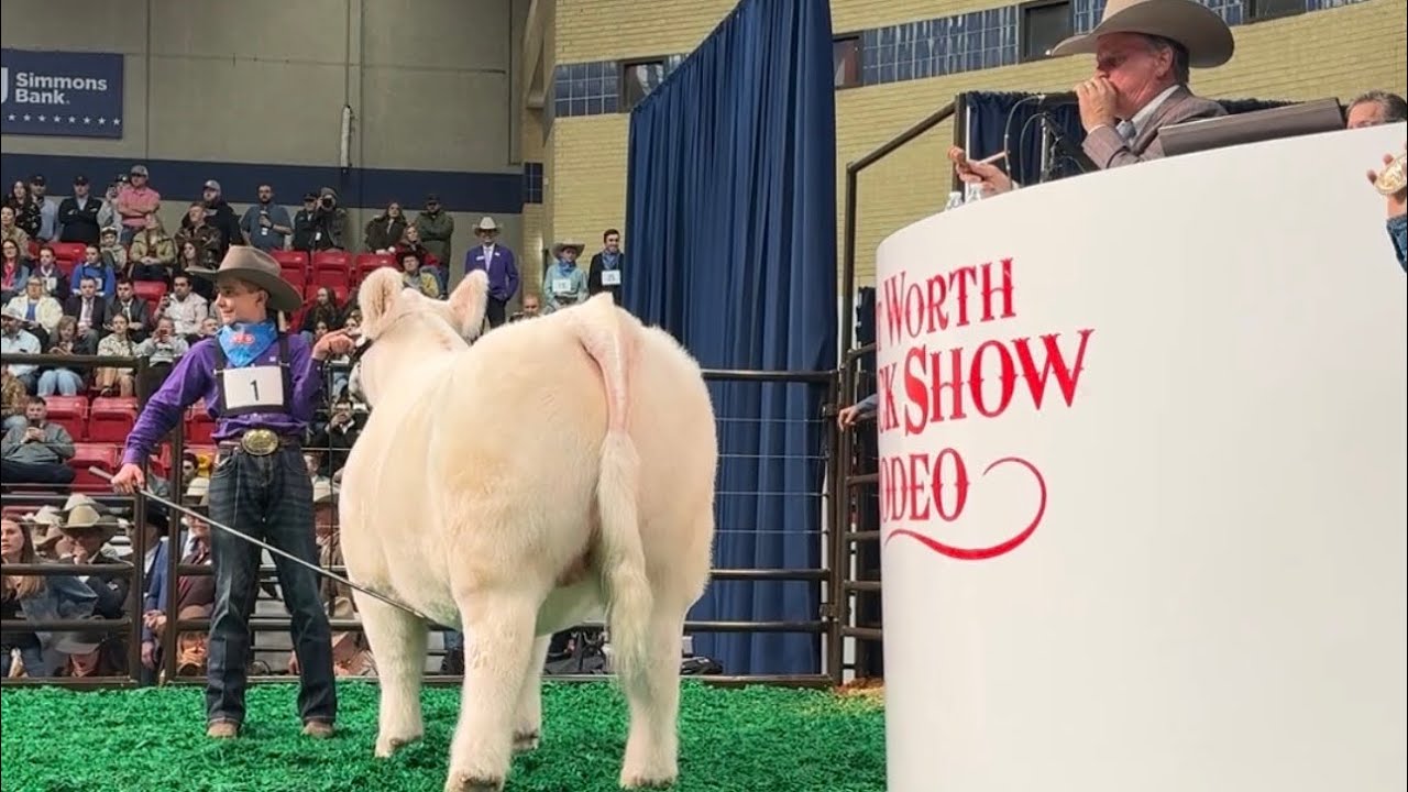 Grand Champion Steer Sells for $550,000 | 2026 Fort Worth Stock Show & Rodeo