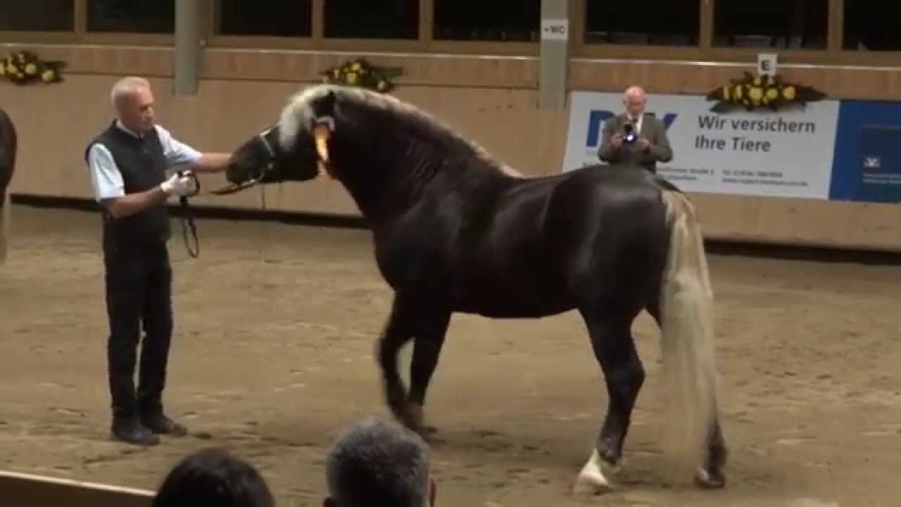 Kopie von Schwarzw&auml;lder Kaltblut Tage 2014 - Gala Abend Teil 1