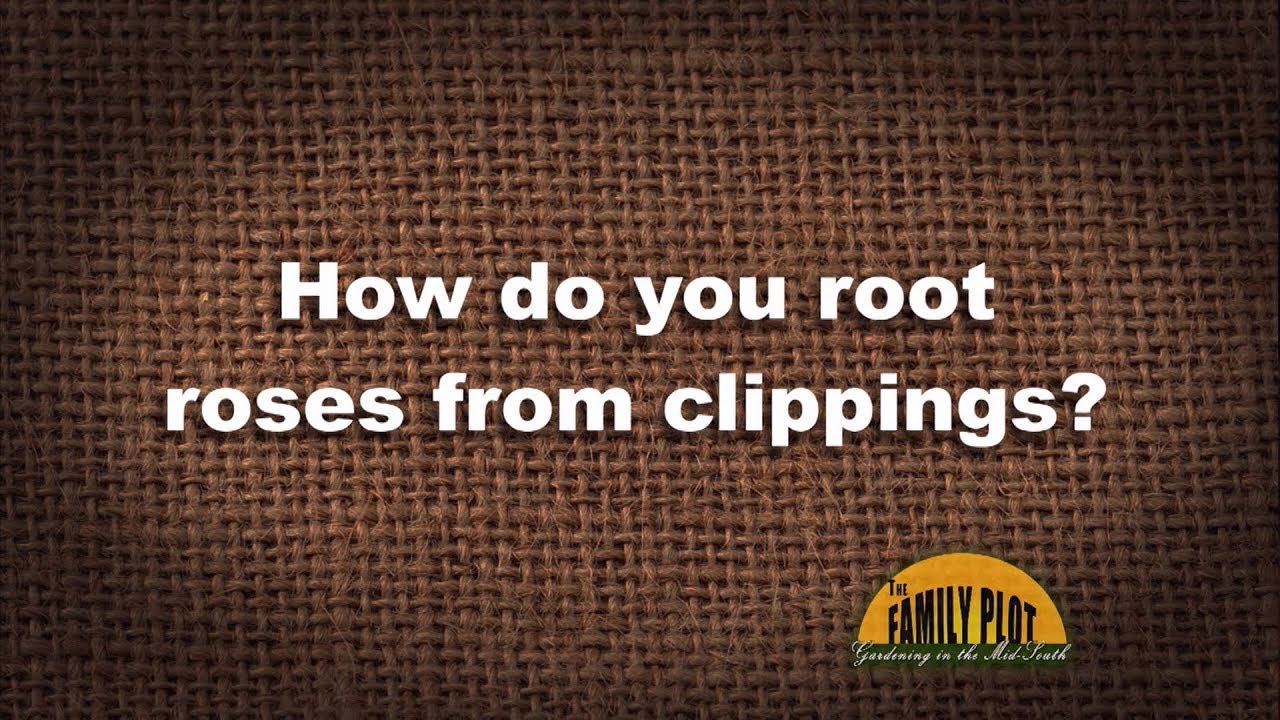 Q&A – How do you root roses from clippings?