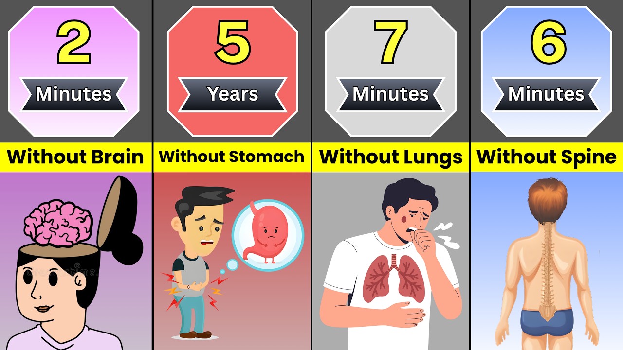 How Long Can Humans Survive Without Vital Organs