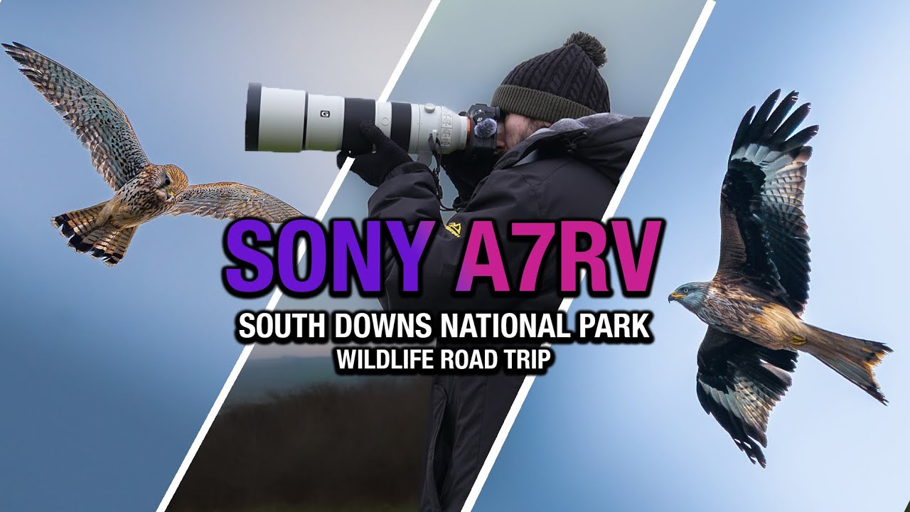 Were We Too Late to Find the Fastest Animal on Earth? South Down Wildlife Road Trip