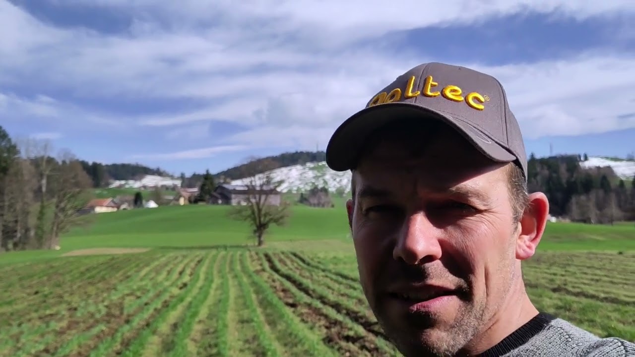 Getreide hacken und extremen Bedingungen / Dinkel hacken / Dammkultur nach Turiel