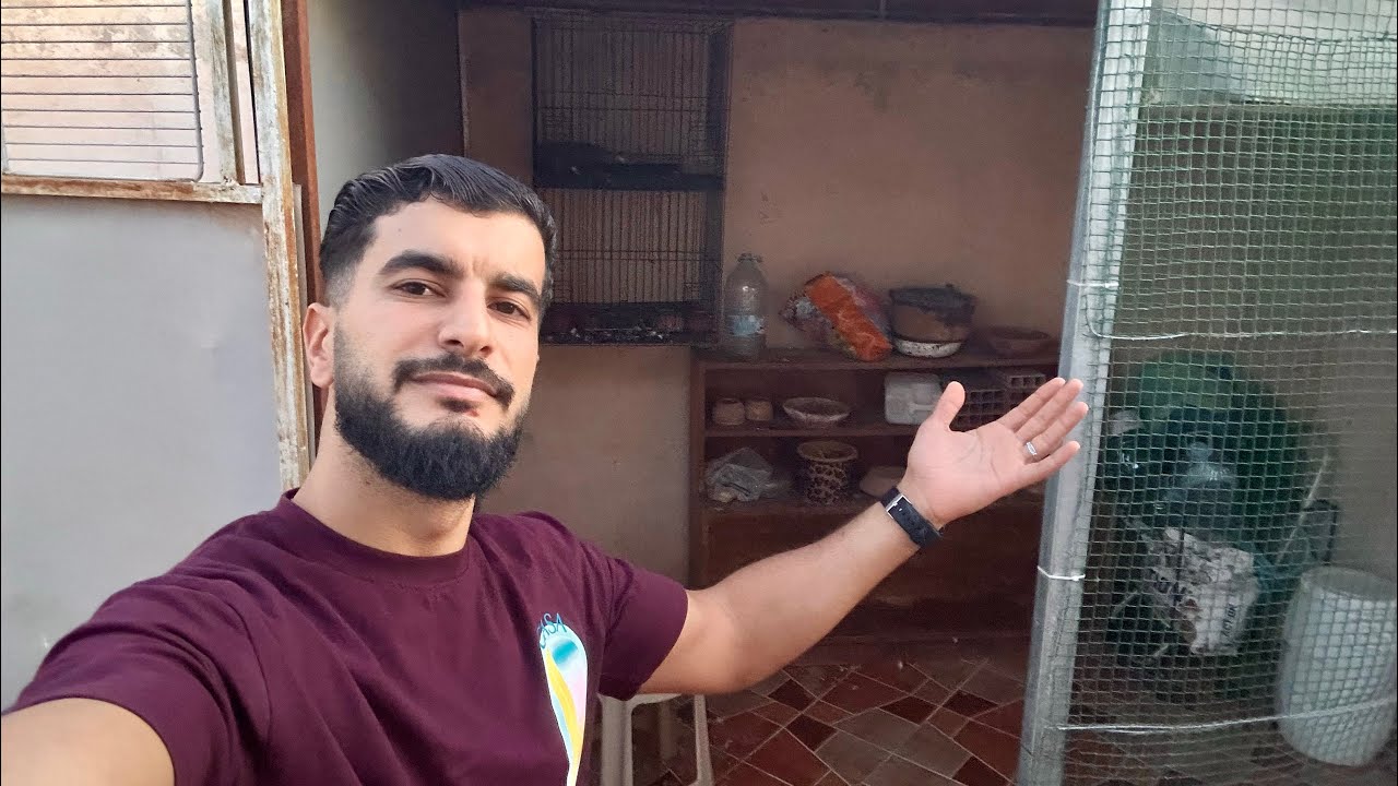 طيرت حمام جديد 😍 توليعة ف سلطان 🐣✅