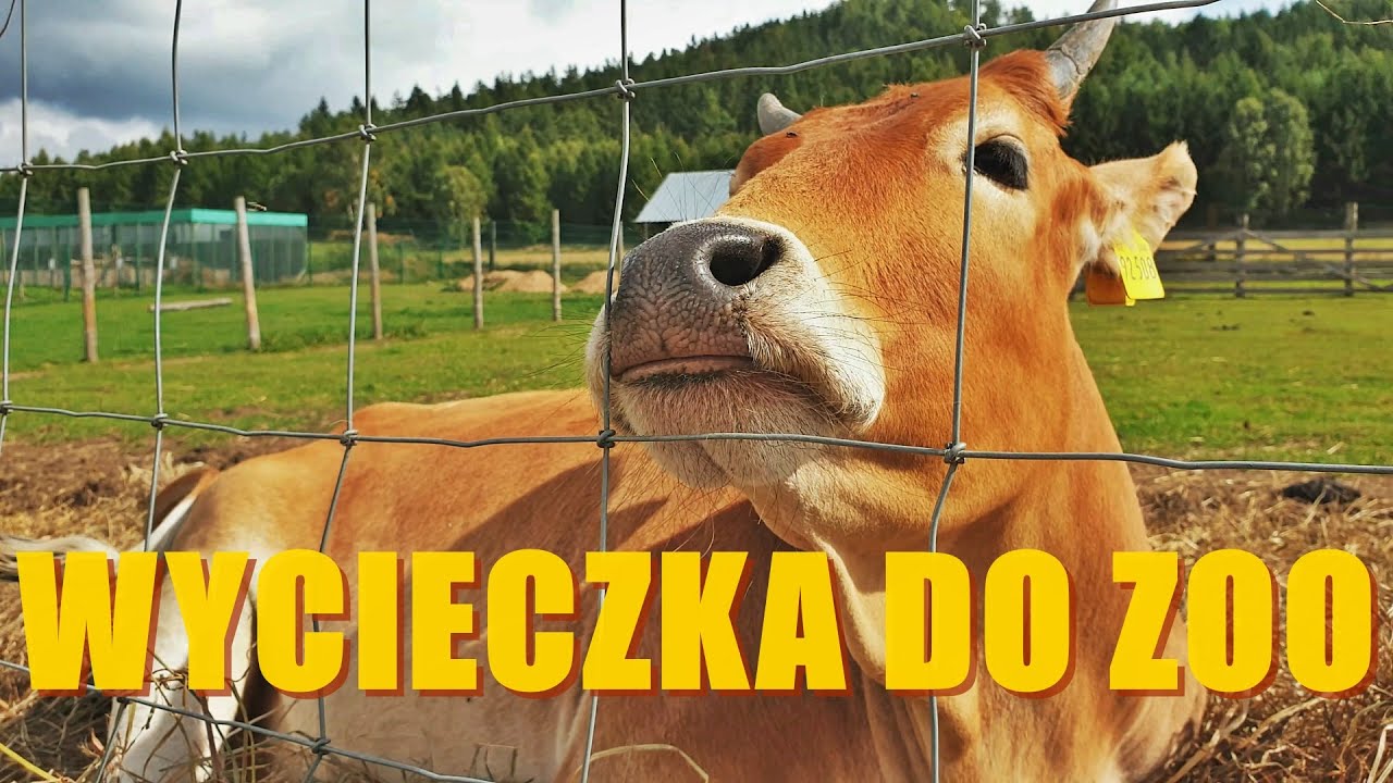 Moje mini ZOO / odc. 29 